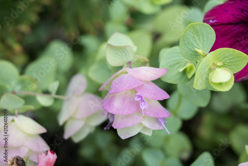 Bild auf Leinwand Beautiful Origanum rotundifolium 'Kent Beauty' flowers.