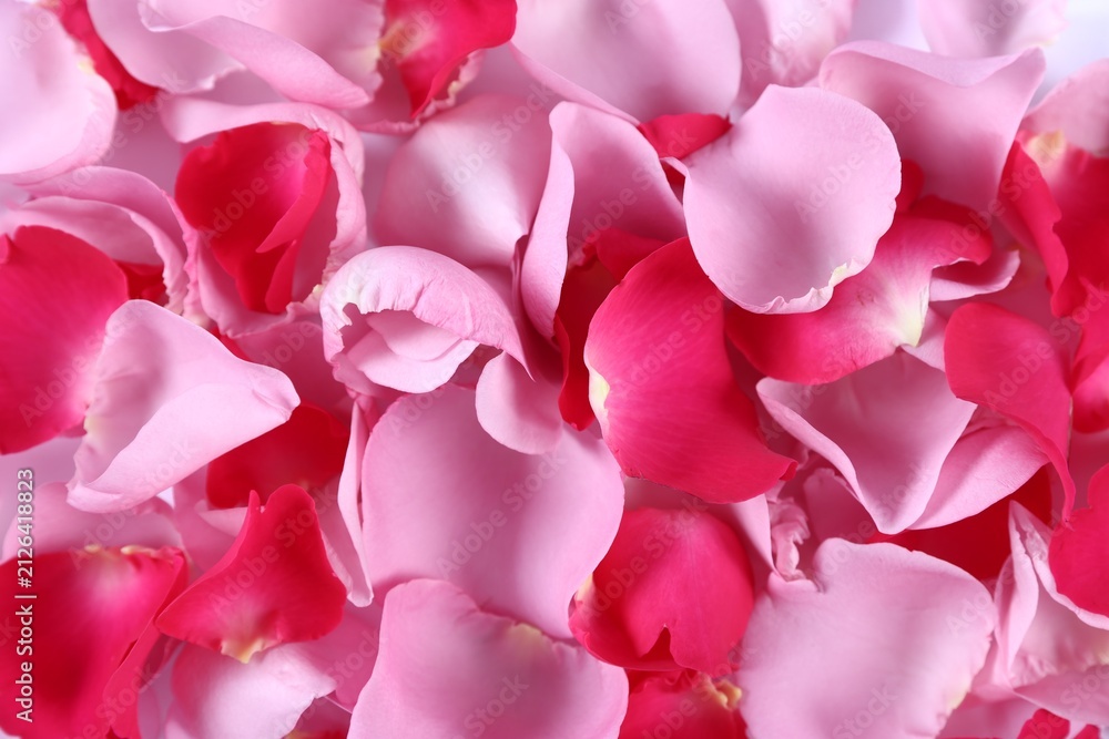 Fototapeta premium Colorful rose petals as background, top view