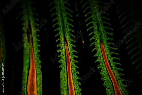 Fluorescence Micrograph of Fish Gills