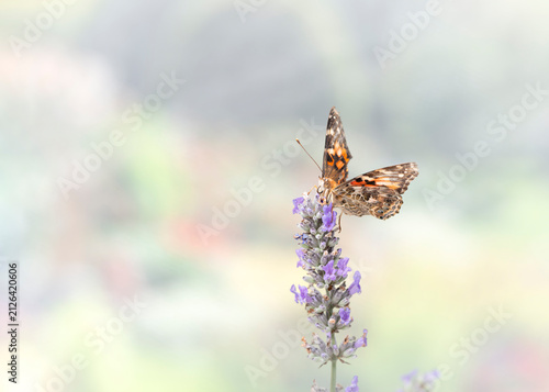 Foto A painted lady butterfly (vanessa cardui) feeding on the top of a lavender flower