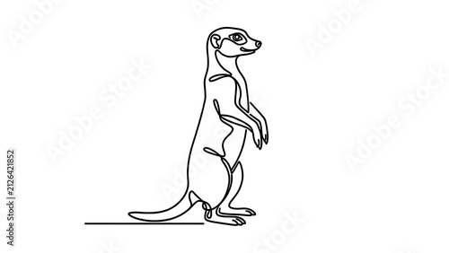 Meerkat standing on hind legs white background.