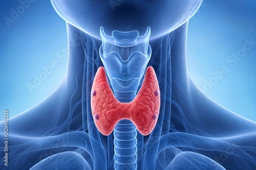 Thyroid gland and parathyroid glands medical illustration showing thyroid anatomy in neck silhouette