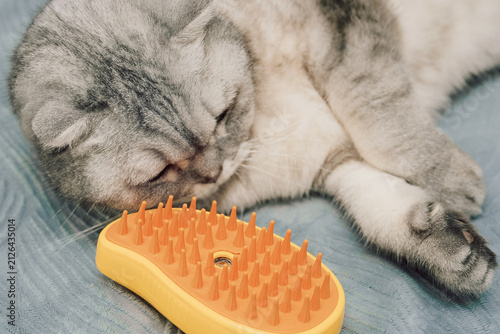 Cat lying rests on a bed next to a yellow brush during the afternoon in an indoor setting. animal seems relaxed and is lying in a comfortable position. The indoor scene is cozy and casual.