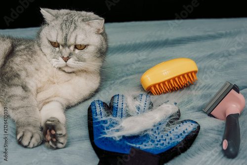 Cat sits on  blue blanket next tools for grooming and pet care in  home setting.  cat rests  while looking at grooming tools such as brush de-shedding tool. Cat hair is present with signs of shedding