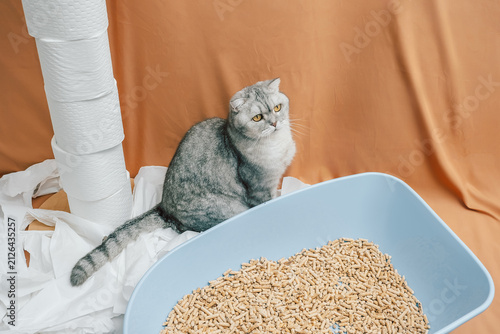  cat is sitting beside  litter box filled with wood pellets. crumpled paper towels nearby. background is  plain color. setting looks like  simple indoor area.  white paper towels  indoor