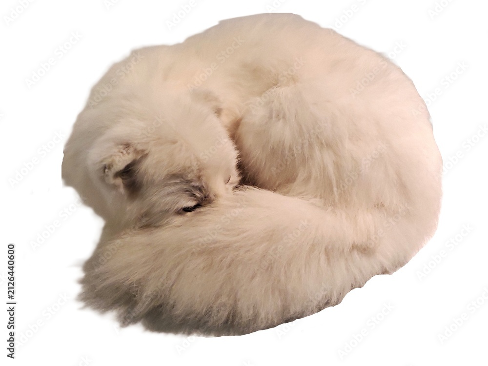 Obraz premium White long-haired arctic fox curled tightly into a round shape, forming a soft circular bundle of fur on a white isolated background