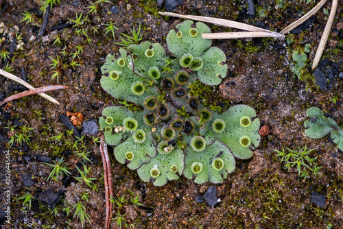 Liverwort (Marchantia polymorpha) thallus with gemma cups on damp soil. Macro of primitive bryophyte plant texture background, clonal plantlets, Lake Kolvitsa, Kola Peninsula, Russia