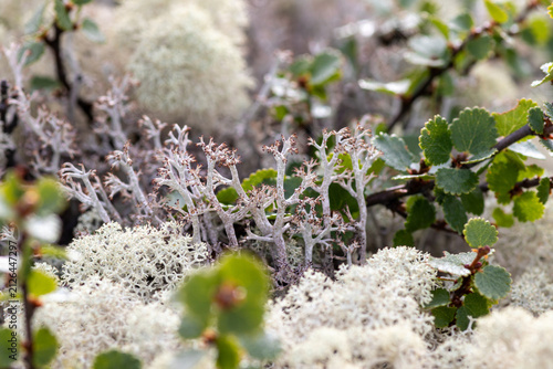 Konstfotografi Fruticose reindeer lichen (Cladonia) cushions with dwarf birch (Betula nana) green leaves