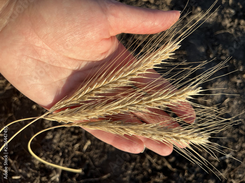 Close up shot of farmer's hand holding ripe golden wheat ears over soil background.