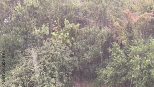 Torrential rain pouring down on dense green forest canopy