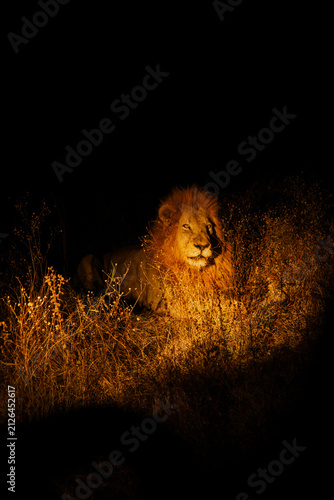 Fotografía Lion in African Bush - Night