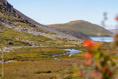 Canvastavla Autumn tundra foliage bokeh foreground with wild dwarf birch (Betula nana)