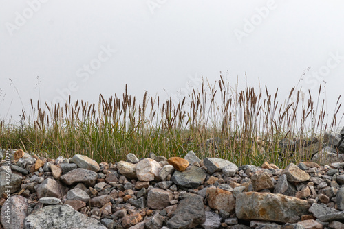Cuadro en lienzo Spike trisetum (Trisetum spicatum) grass on rocky gravel shore