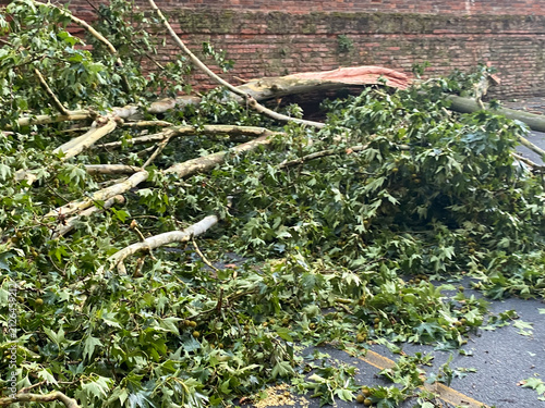 Foto Fallen tree blocking Via Palio dell'Oca, Cremona, after extreme weather events,