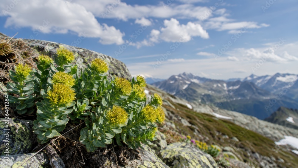 Fototapeta premium Yellow wildflowers grow on rocky terrain in a mountainous landscape under a partly cloudy blue sky.