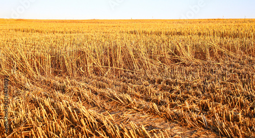 Stubble on a mowed wheat field after harvest. Golden rows of stubble. Ukrainian agriculture, summer harvest. Food crisis.