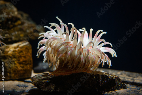 Photography A sea anemone in an aquarium