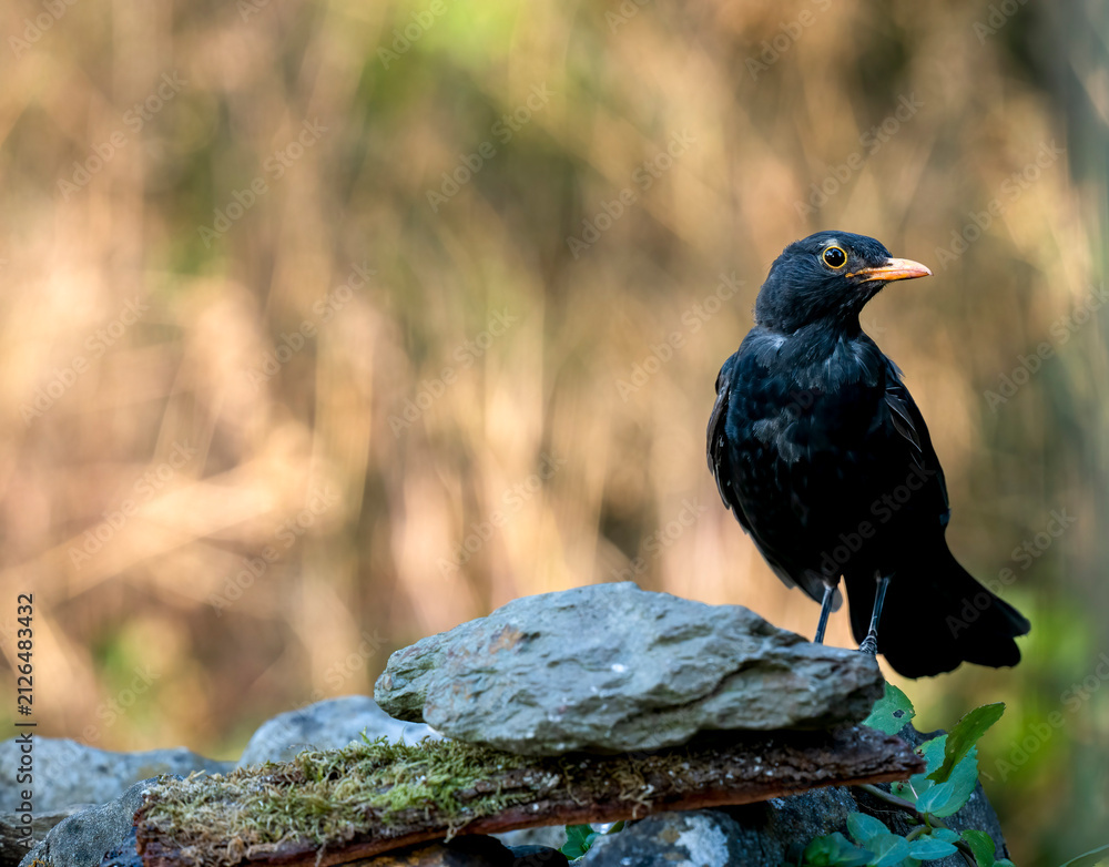 Fototapeta premium Amsel Männchen