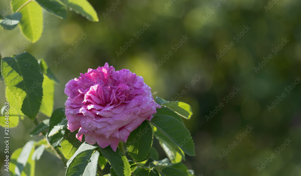 Fototapeta premium Im Garten im Juli ist es so heiß und trocken die schöne alte englische Rose geht es gut im Halbschatten 
