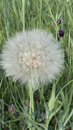 Macro close-up of a large fluffy white dandelion seed head surrounded by green grass and wildflowers in a summer meadow