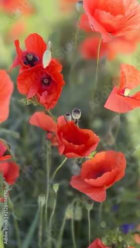 Vibrant red poppy flowers and seed pods blooming amidst mown grass and green fields in a sunlit meadow