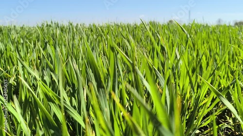 wide green field of wheat. nature wildlife plants and lifestyle trees concept. beautiful green wheat sprouts on a large field close-up, growth and use of agricultural plants	
