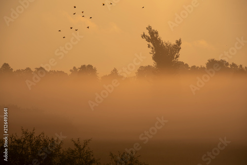Fotografía Mystical morning fog over a rural field with tree silhouettes