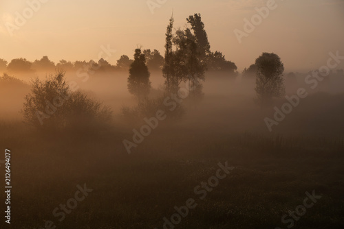 Foto Ethereal misty landscape with trees and green meadow at dawn
