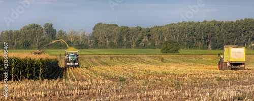 Fotografie Modern forage harvester combiner harvesting silage maize corn tractor trailer corn field warm sunny autumn morning with overcast cloudy sky