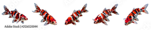 Colorful Koi Fish Set Swimming Calico Carp Isolated on White Background Stock Photo Illustration for Japanese Pond Garden and Aquarium Fish Concept