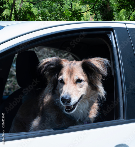 Dog in Car