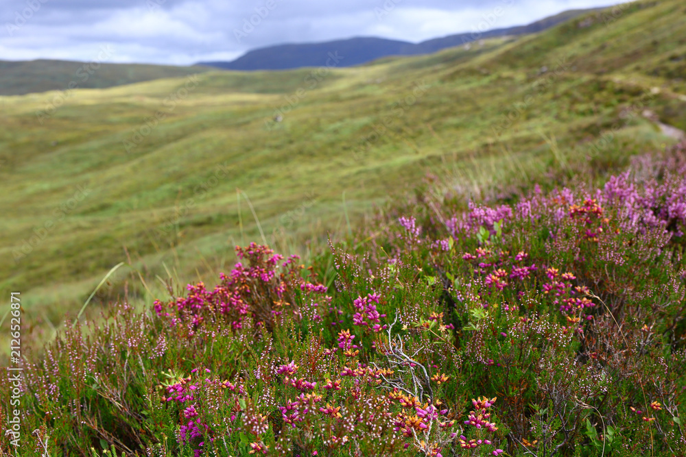 Obraz premium colorful wildflowers along dirt path in scottish highlands