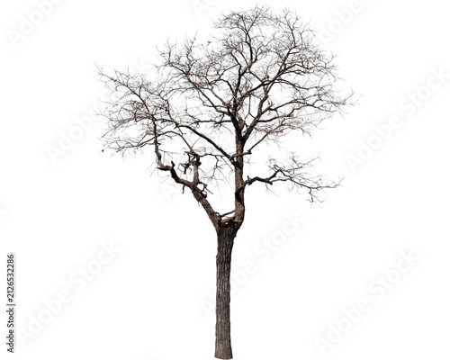 Quadro su tela Solitary bare deciduous tree standing tall against clear white background for is
