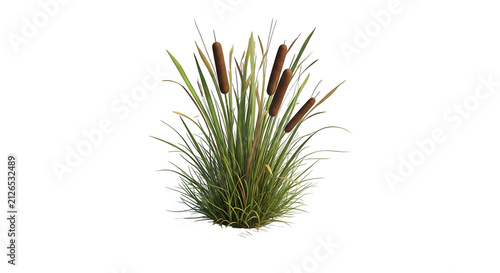 A small green clump of reeds with brown cattails standing tall in a cluster representing a natural marsh plant growth for landscape design or outdoor nature environmental themes