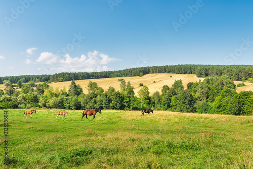 Obraz na płótnie landscape with cows
