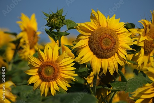 Field of sunflowers in sunny day with blue sky in background