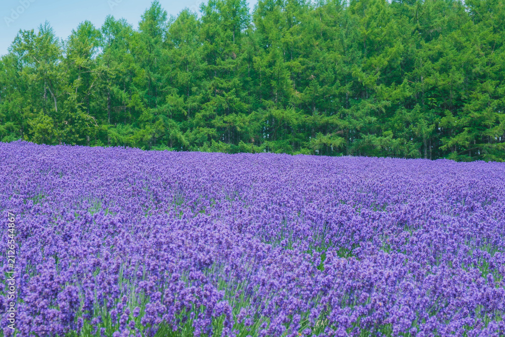 Fototapeta premium ファーム富田、辺り一面紫色に染まった美しいラベンダー畑、北海道、日本