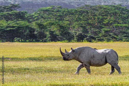 Fotografie Big white rhinos from  Nakuru, Kenya. Africa