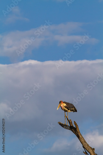 Принти на полотні Thoughtful marabou on the dry tree. Nakuru, Kenya, Africa
