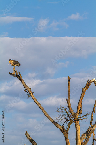 Картината върху платно Thoughtful marabou on the dry tree. Nakuru, Kenya, Africa