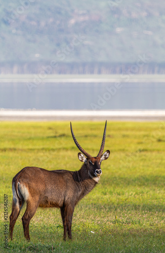 Quadro su tela Waterbuck in Nakuru, Kenya, Africa