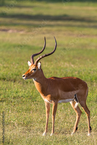 Konstfotografi Male of antelope. Impala from Nakuru, Kenya, Africa