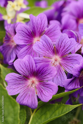 The Purple Cranesbill, Geranium × magnificum, is a species of hardy flowering herbaceous perennial plant. Growing into a clump has violet-blue flowers with darker veins are borne relatively briefly. 