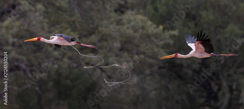 Fotografie Two yellow billed storks in flight with one relieving itself