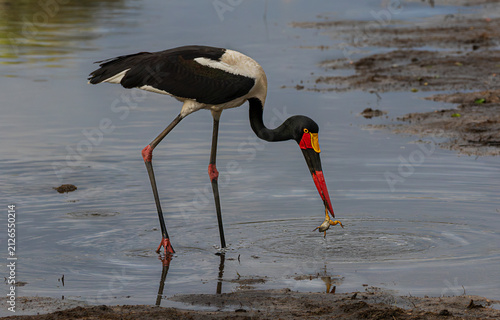 One saddle-billed stork with the catch of a frog in its beak