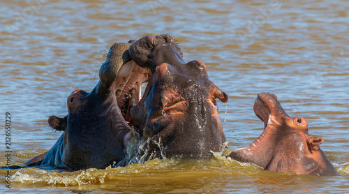 Photography Two hippos and a baby hippo all with their mouths wide open in a river