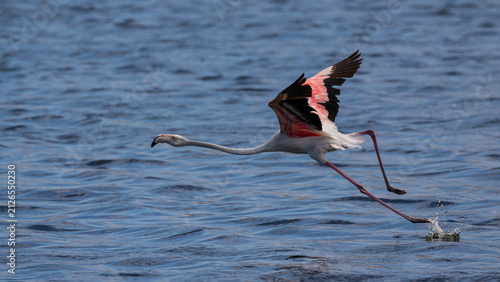Greater flamingo running on water to takeoff into flight