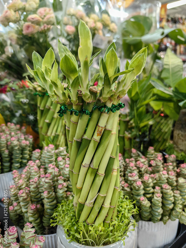 Fotografie Vertical braided lucky bamboo arrangement in pot for indoor decoration and tropi