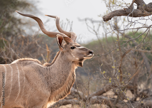 Foto Male Kudu resting in the shade in the bush  in the Boteti River area, Botswana,