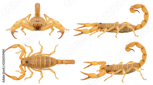 Quadro su tela Yellow scorpion shown from multiple angles and positions
